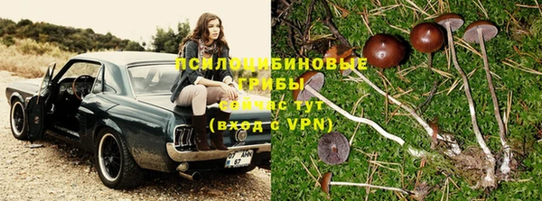 PSILOCYBIN Заволжск