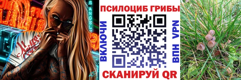 Псилоцибиновые грибы Cubensis где можно купить hydra ТОР Плавск